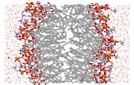 Hur långt kan man modellera biologi? Man kan i biofysiken redan nu simulera impressivt komplicerade biologiska strukturer Atom eller atombaserade grovkornsmodeller Man kan redan nu modellera t.ex.