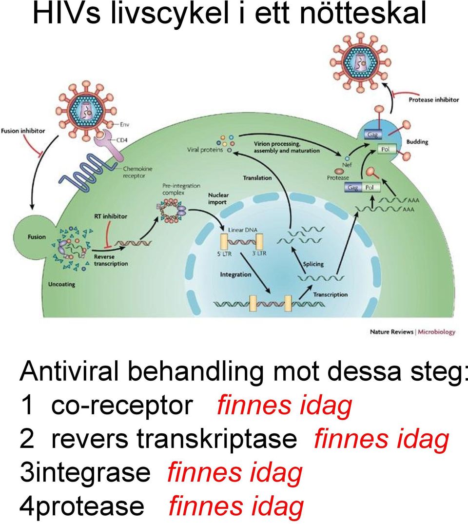 finnes idag 2 revers transkriptase finnes