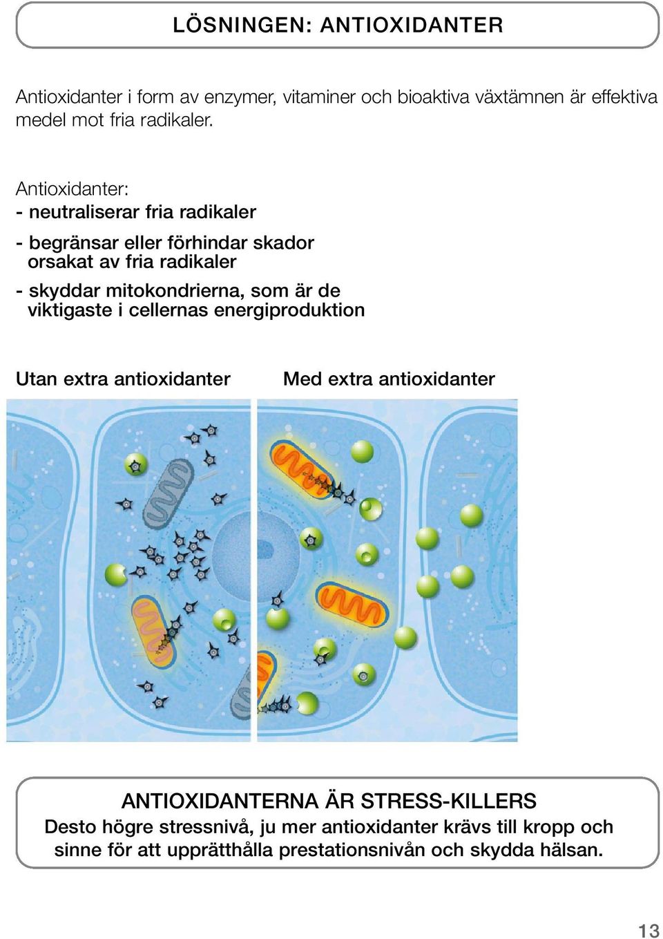 mitokondrierna, som är de viktigaste i cellernas energiproduktion Utan extra antioxidanter Med extra antioxidanter ANTIOXIDANTERNA