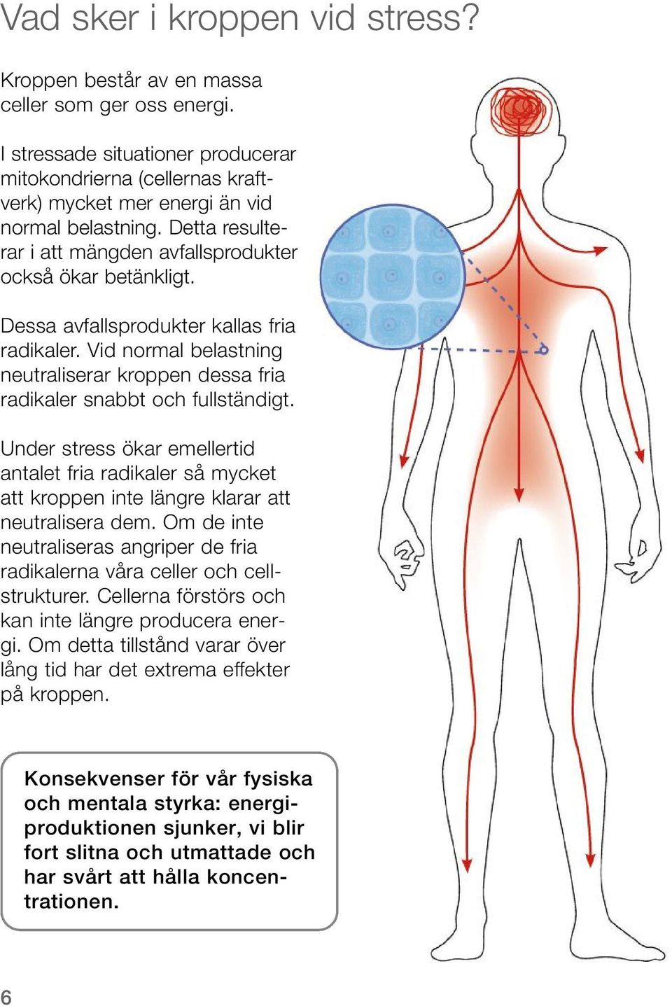 Vid normal belastning neutraliserar kroppen dessa fria radikaler snabbt och fullständigt.