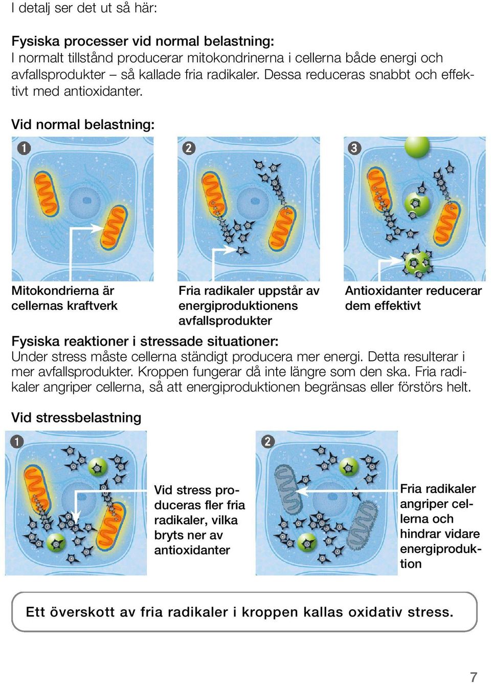 Vid normal belastning: Mitokondrierna är cellernas kraftverk Fysiska reaktioner i stressade situationer: Under stress måste cellerna ständigt producera mer energi.