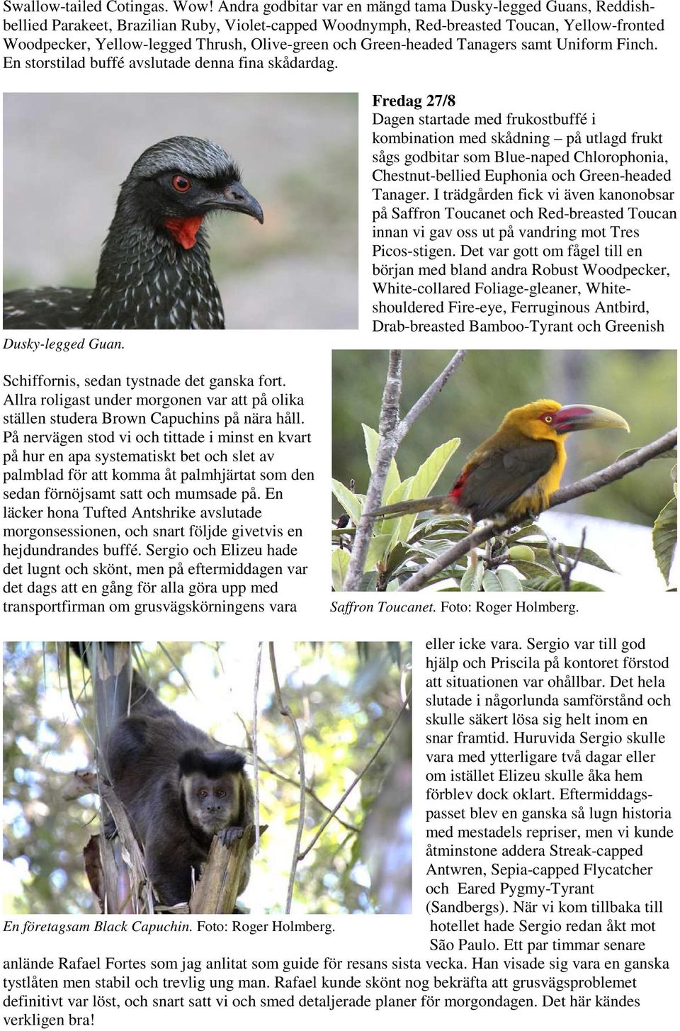 Olive-green och Green-headed Tanagers samt Uniform Finch. En storstilad buffé avslutade denna fina skådardag. Dusky-legged Guan. Schiffornis, sedan tystnade det ganska fort.