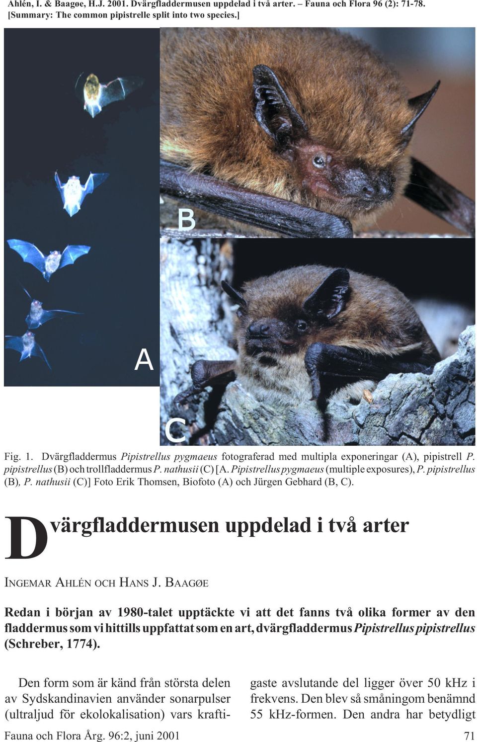 pipistrellus (B), P. nathusii (C)] Foto Erik Thomsen, Biofoto (A) och Jürgen Gebhard (B, C). INGEMAR AHLÉN OCH HANS J.