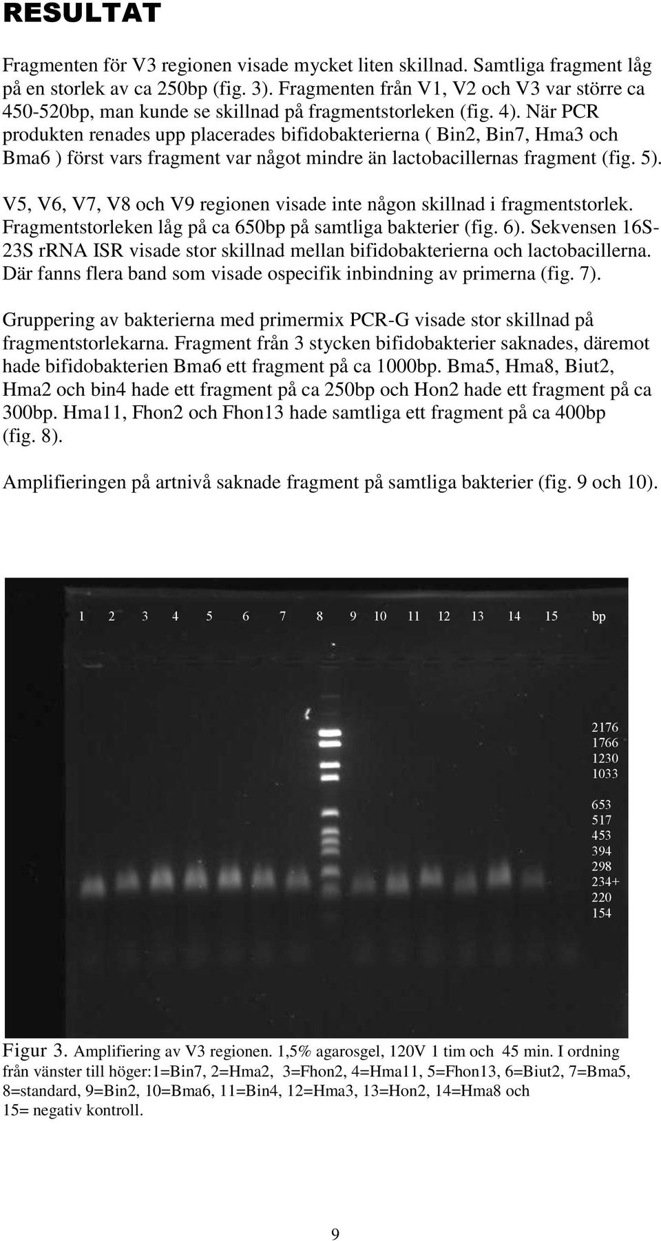 När PCR produkten renades upp placerades bifidobakterierna ( Bin2, Bin7, Hma3 och Bma6 ) först vars fragment var något mindre än lactobacillernas fragment (fig. 5).