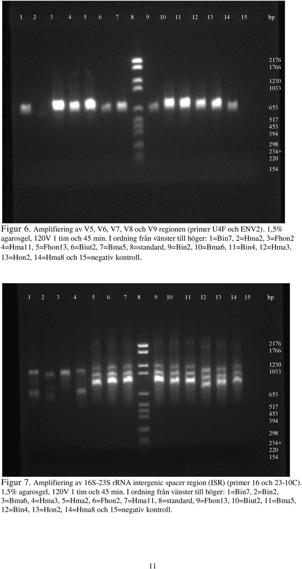 kontroll. 1 2 3 4 5 6 7 8 9 10 11 12 13 14 15 bp Figur 7. Amplifiering av 16S-23S rrna intergenic spacer region (ISR) (primer 16 och 23-10C).