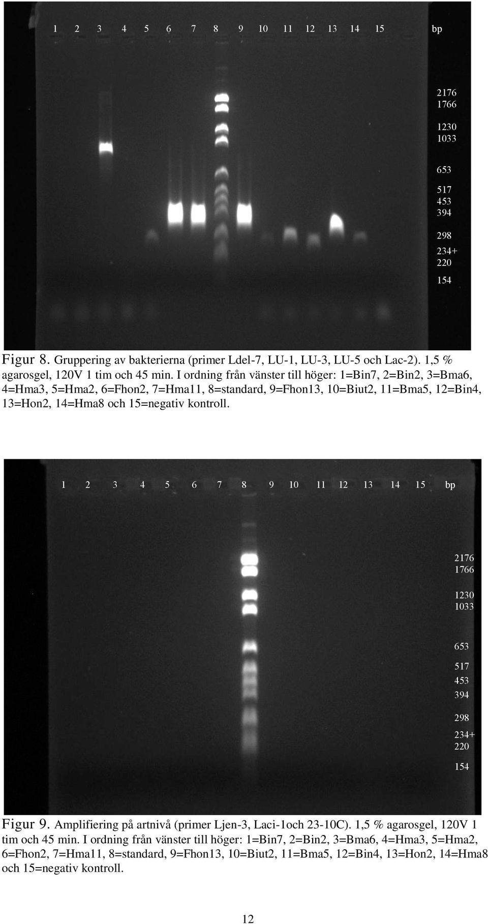15=negativ kontroll. 1 2 3 4 5 6 7 8 9 10 11 12 13 14 15 bp Figur 9. Amplifiering på artnivå (primer Ljen-3, Laci-1och 23-10C). 1,5 % agarosgel, 120V 1 tim och 45 min.