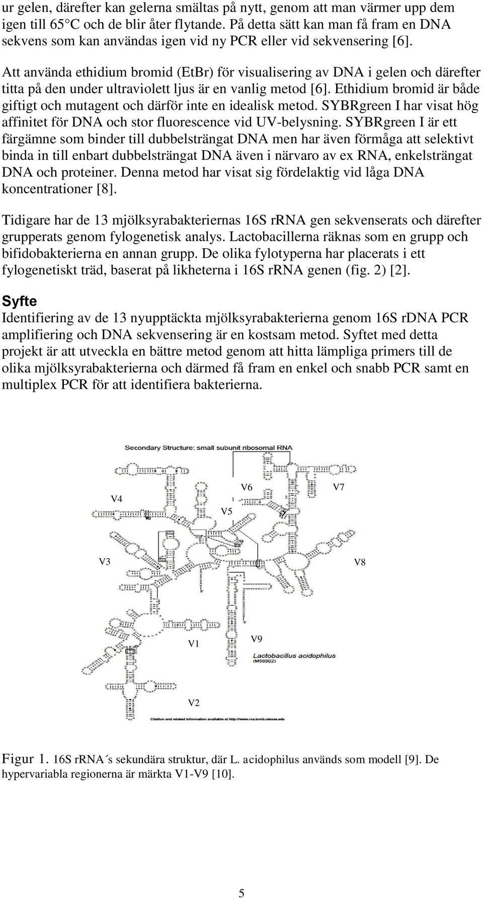 Att använda ethidium bromid (EtBr) för visualisering av DNA i gelen och därefter titta på den under ultraviolett ljus är en vanlig metod [6].