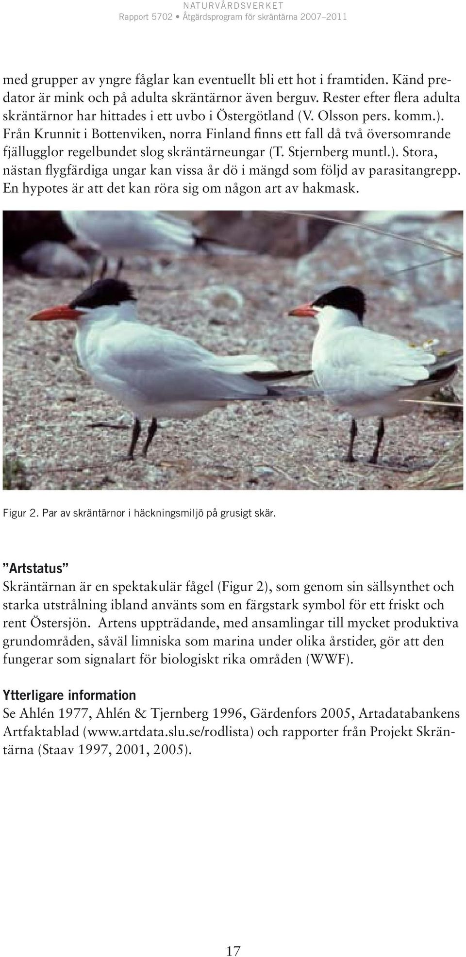 Från Krunnit i Bottenviken, norra Finland finns ett fall då två översomrande fjällugglor regelbundet slog skräntärneungar (T. Stjernberg muntl.).