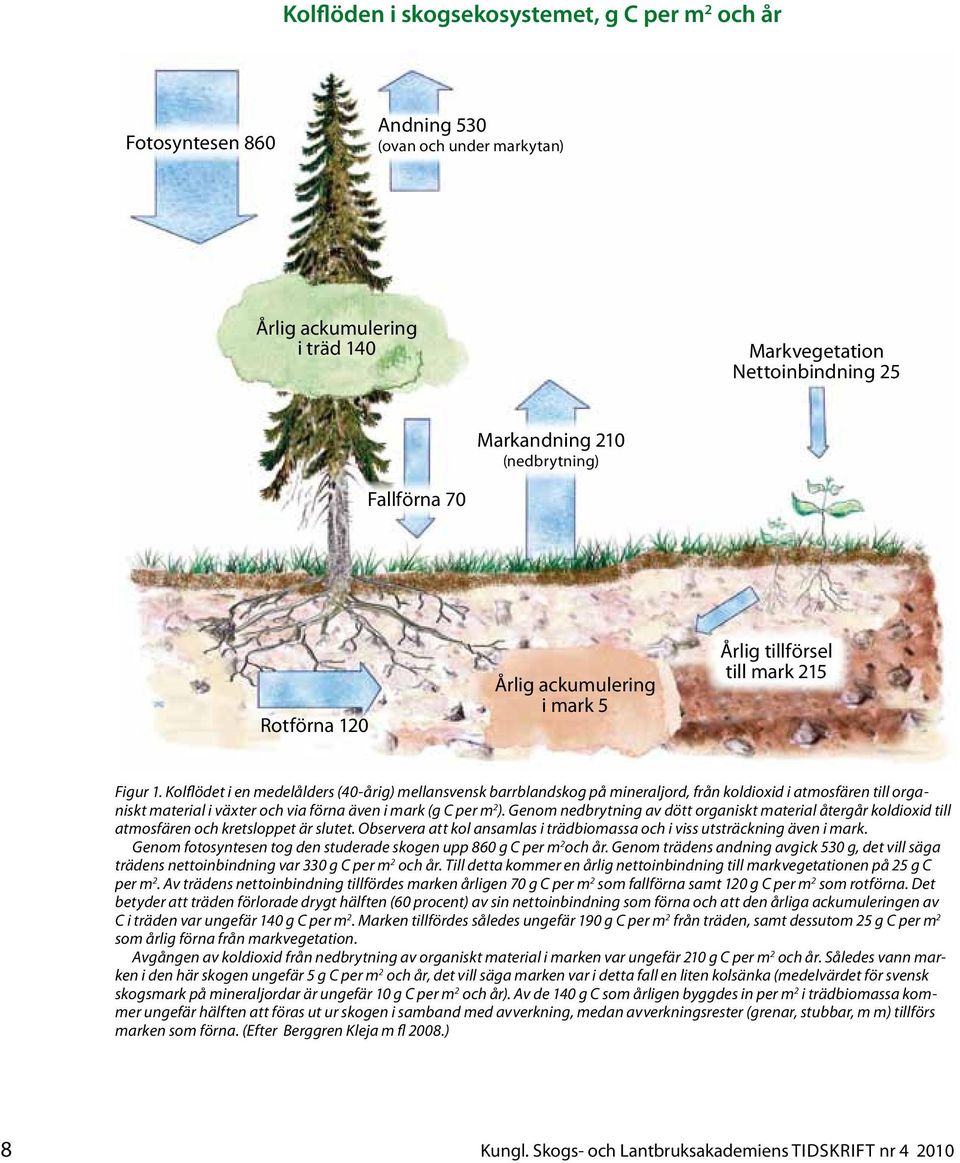 Kolflödet i en medelålders (40-årig) mellansvensk barrblandskog på mineraljord, från koldioxid i atmosfären till organiskt material i växter och via förna även i mark (g C per m 2 ).