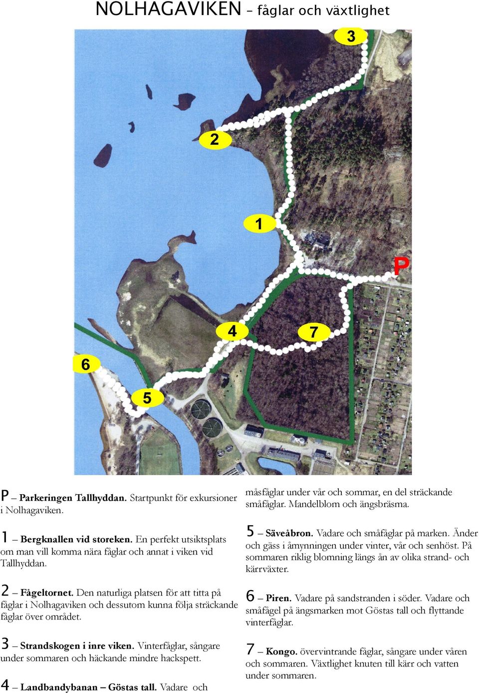 Vadare och småfåglar på marken. Änder och gäss i åmynningen under vinter, vår och senhöst. På sommaren riklig blomning längs ån av olika strand- och kärrväxter. 2 Fågeltornet.