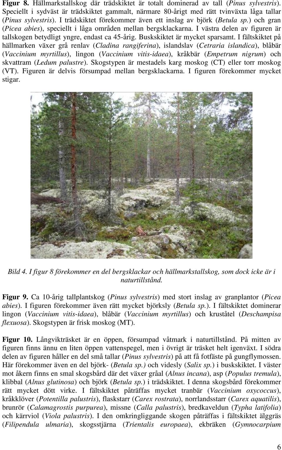 ) och gran (Picea abies), speciellt i låga områden mellan bergsklackarna. I västra delen av figuren är tallskogen betydligt yngre, endast ca 45-årig. Buskskiktet är mycket sparsamt.