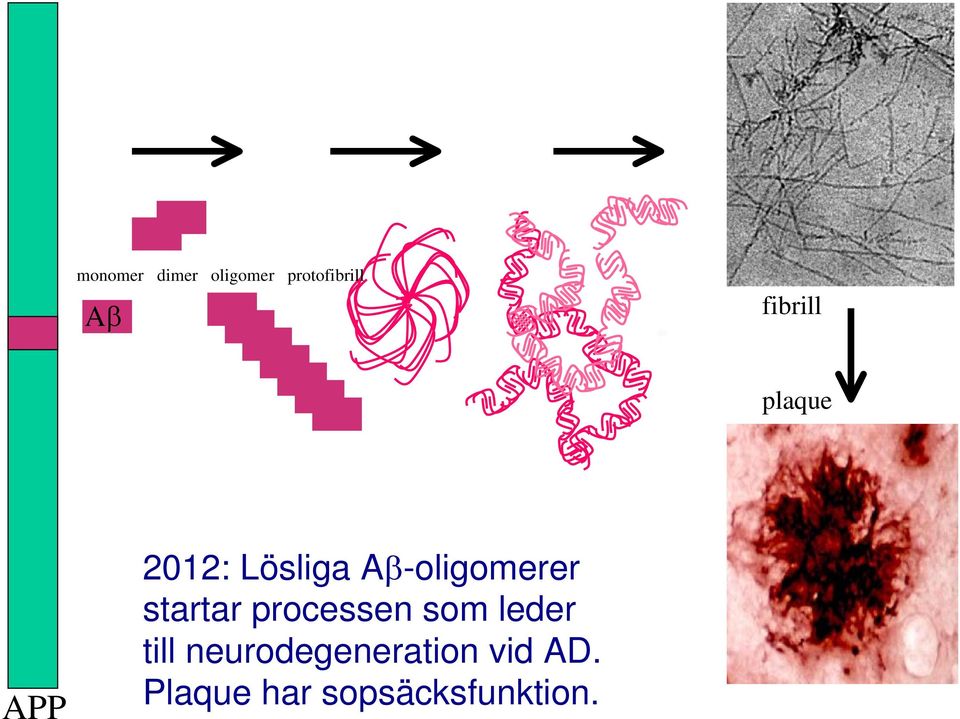 -oligomerer startar processen som leder