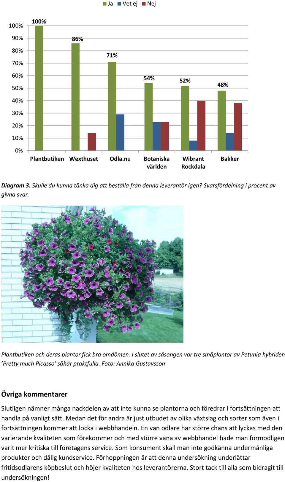 I slutet av säsongen var tre småplantor av Petunia hybriden Pretty much Picasso såhär praktfulla.