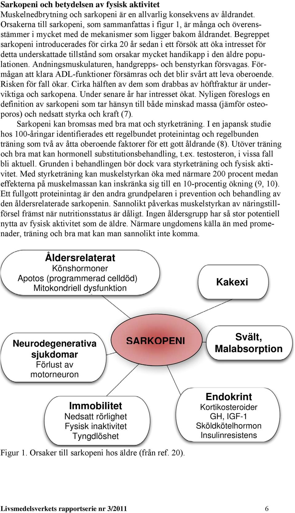 Begreppet sarkopeni introducerades för cirka 20 år sedan i ett försök att öka intresset för detta underskattade tillstånd som orsakar mycket handikapp i den äldre populationen.