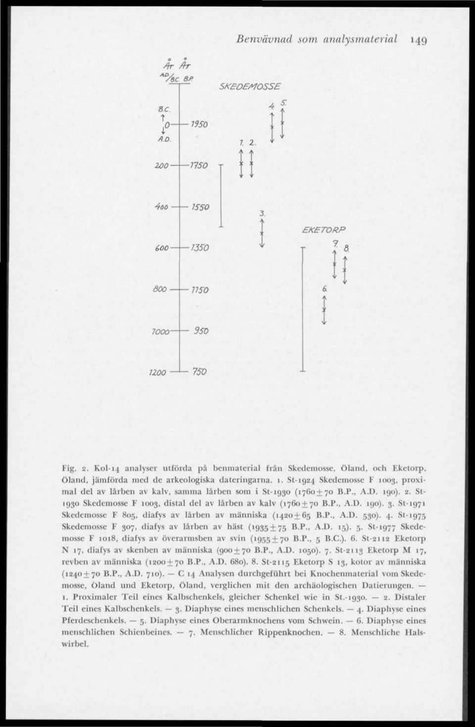 81-1924 Skedemosse F 1003, proximal del av lårben av kalv, samma lårben som i St-1930 (1760+70 B.P., A.D. 190). 2. St- 1930 Skedemosse 1003, clistal del av lärben av kalv (1760 + 70 B.P., A.D. 190). 3.