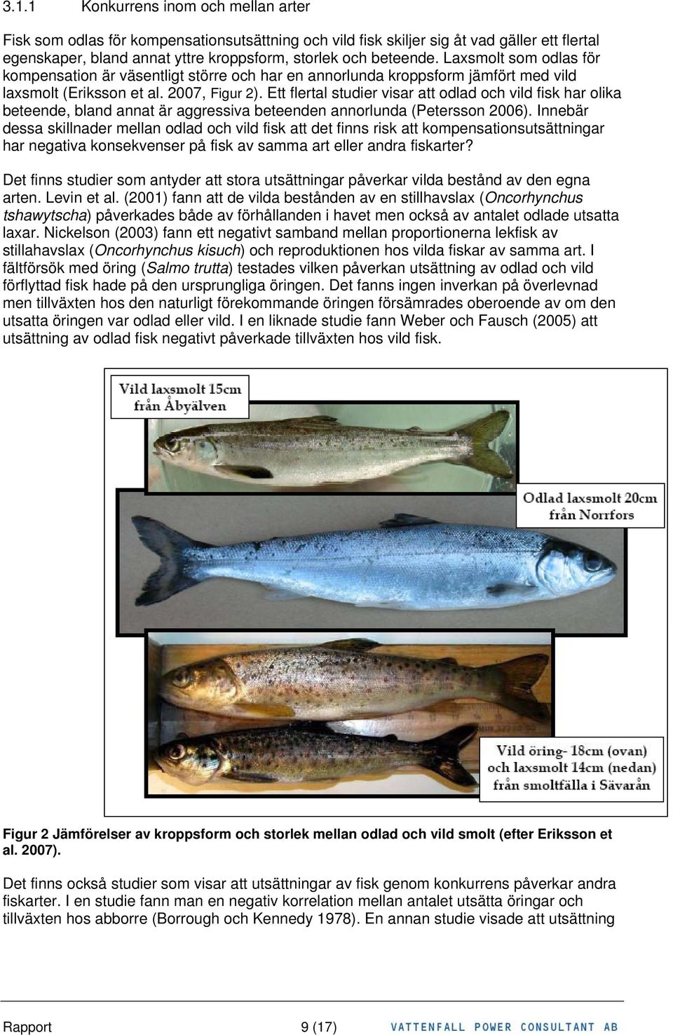 Ett flertal studier visar att odlad och vild fisk har olika beteende, bland annat är aggressiva beteenden annorlunda (Petersson 2006).