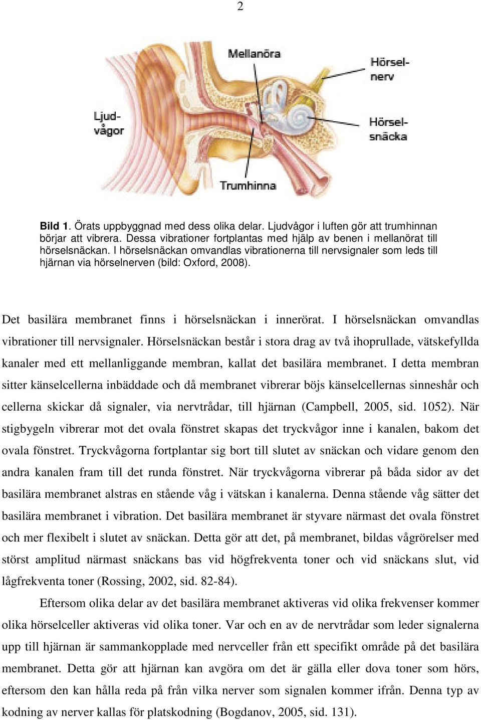 I hörselsnäckan omvandlas vibrationer till nervsignaler. Hörselsnäckan består i stora drag av två ihoprullade, vätskefyllda kanaler med ett mellanliggande membran, kallat det basilära membranet.