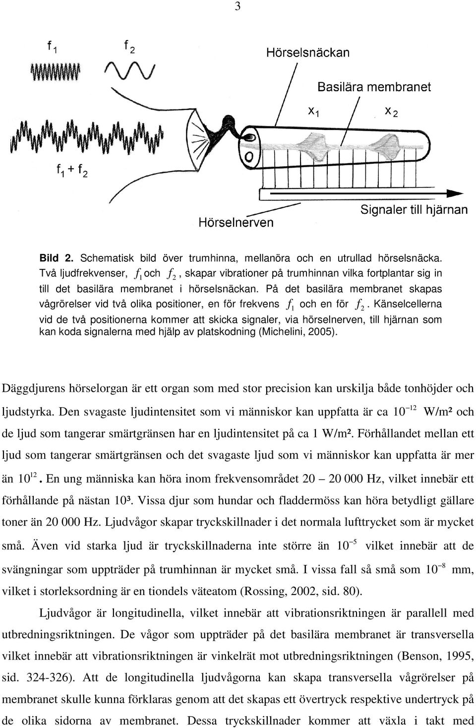 På det basilära membranet skapas vågrörelser vid två olika positioner, en för frekvens f 1 och en för f 2.