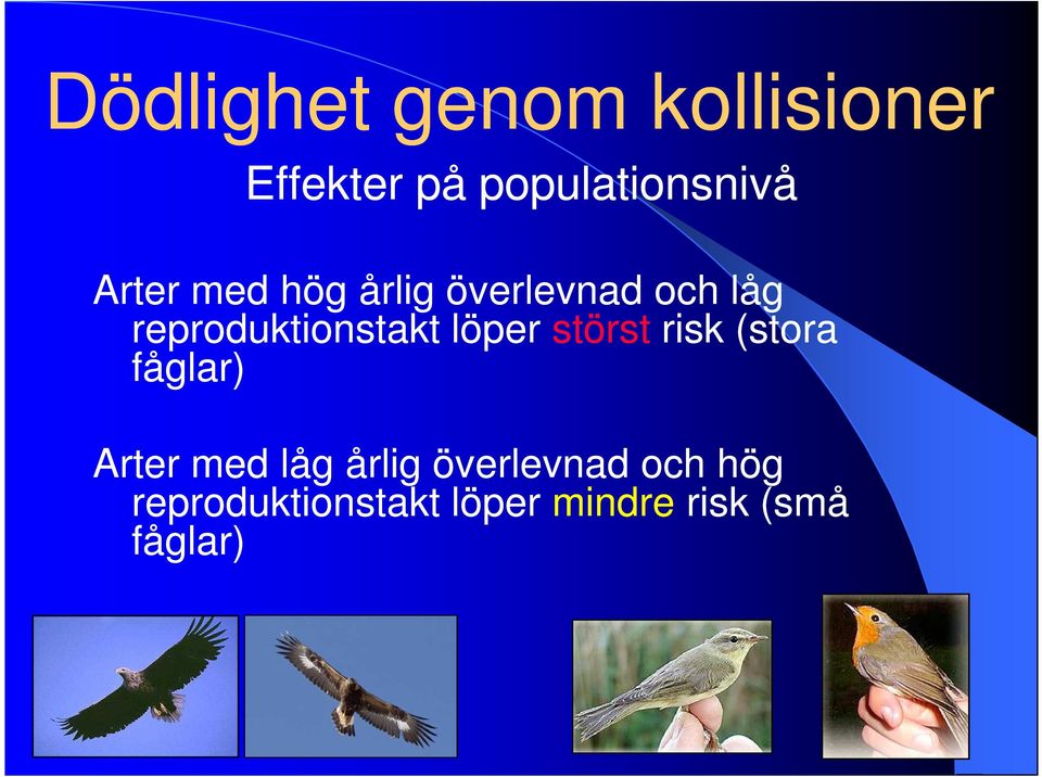 risk (stora fåglar) Arter med låg årlig överlevnad