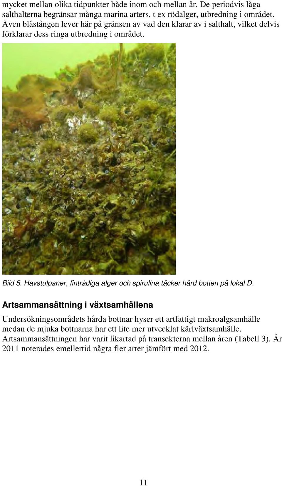 Havstulpaner, fintrådiga alger och spirulina täcker hård botten på lokal D.