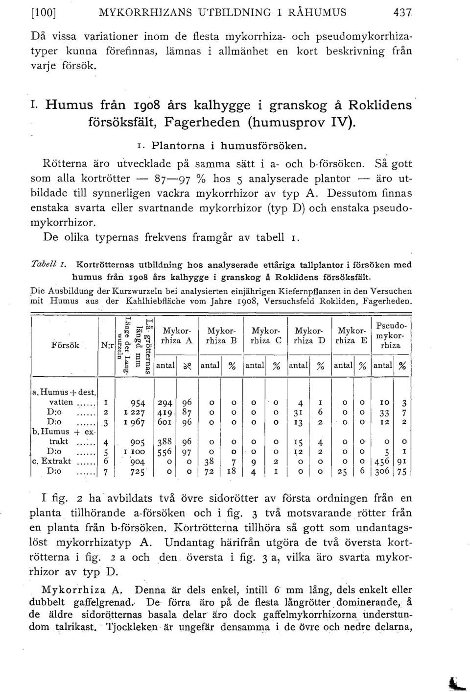 Så gott som alla kortrötter - 87-97 % hos 5 analyserade plantor - äro utbildade till synnerligen vackra mykorrhizor av typ A.