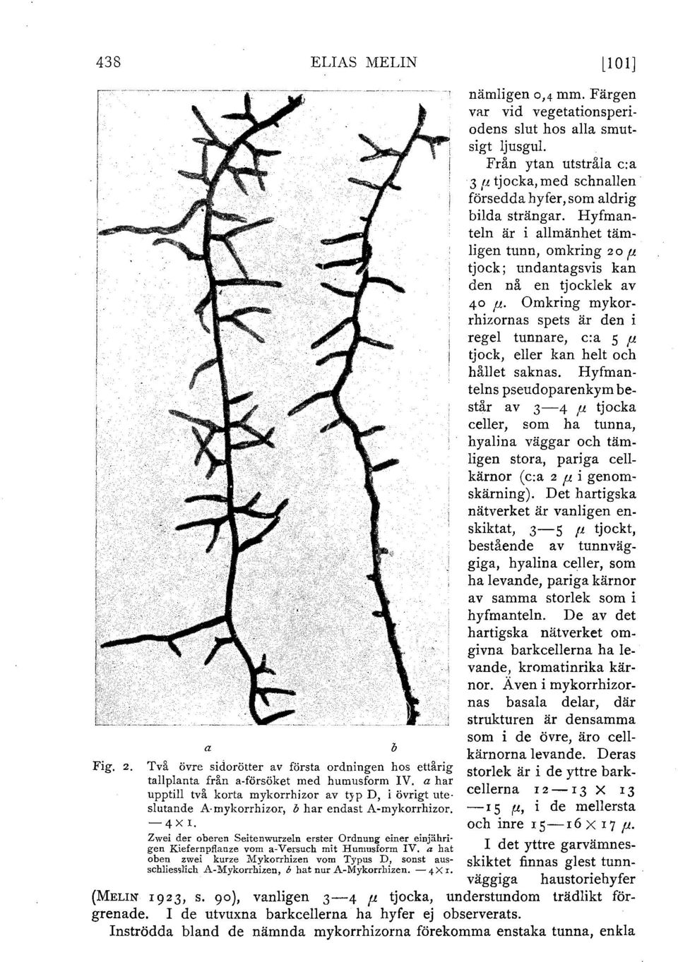 anze vom a-versuch mit Humusform IV. a hat oben zwei kurze Mykorrhizen vom Typus D, sonst ausschliessl'ich A-Mykorrhizen, b hat nur A-Mykorrhizen. - 4X r. b l l o l] nämligen o,4 mm.