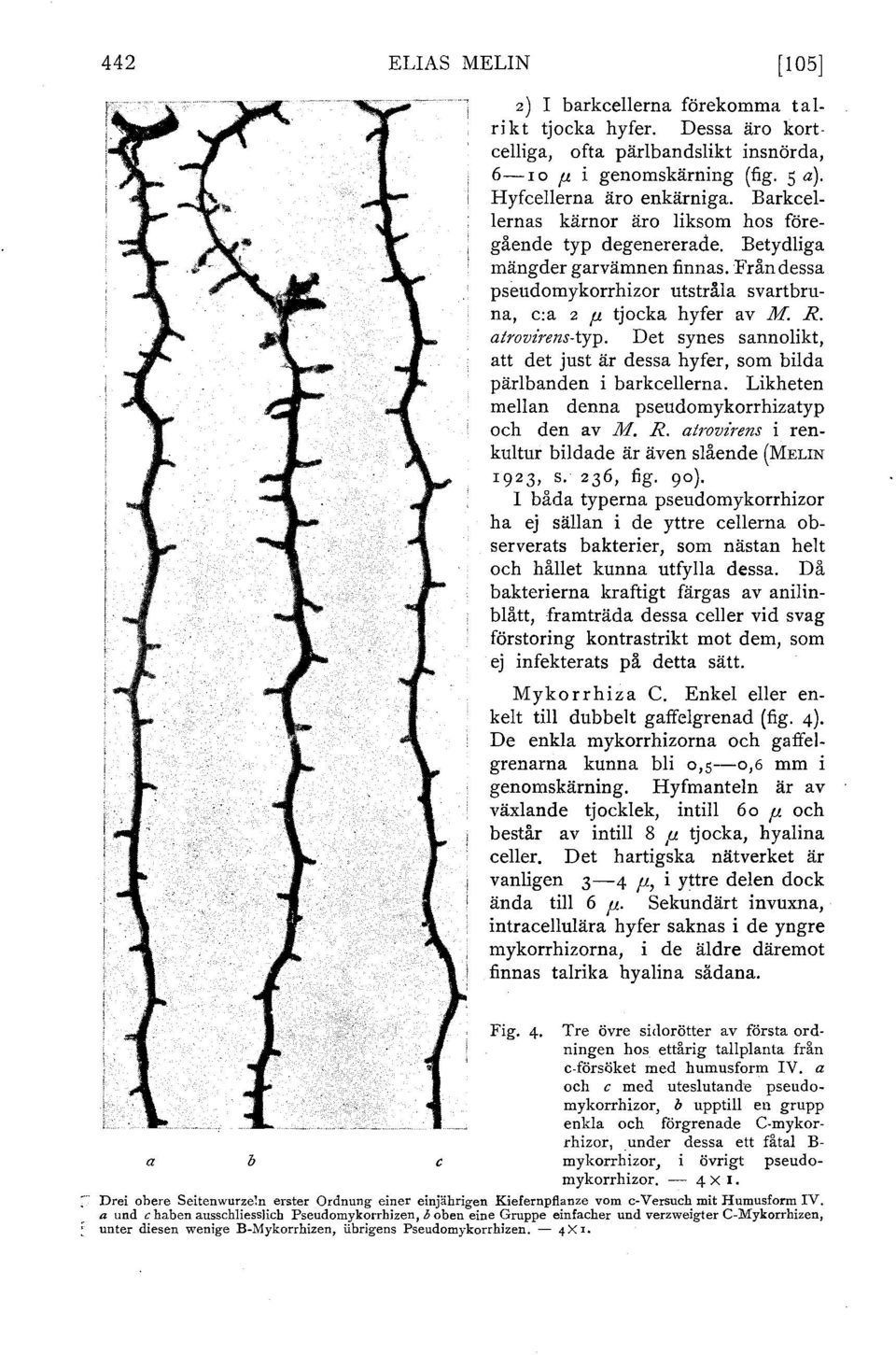 Det synes sannolikt, att det just är dessa hyfer, som bilda pärlbanden i barkcellerna. Likheten mellan denna pseudomykorrhizatyp och den av M. R.