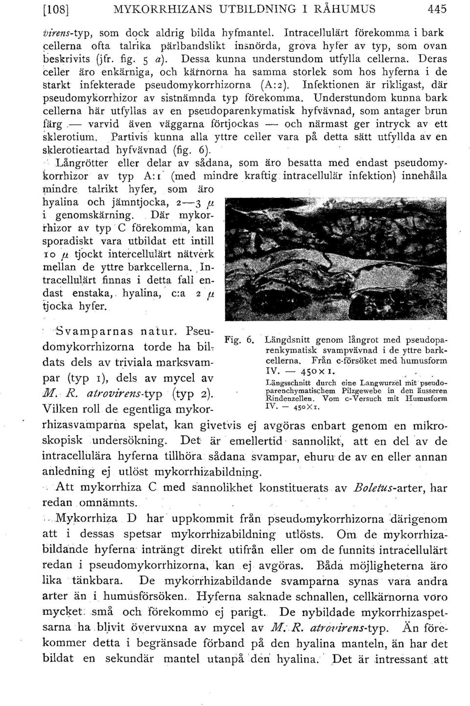 Deras celler äro enkärniga, och kärnorna ha samma storlek som hos hyferna i de starkt infekterade pseudomykorrhizorna (A: 2 ).