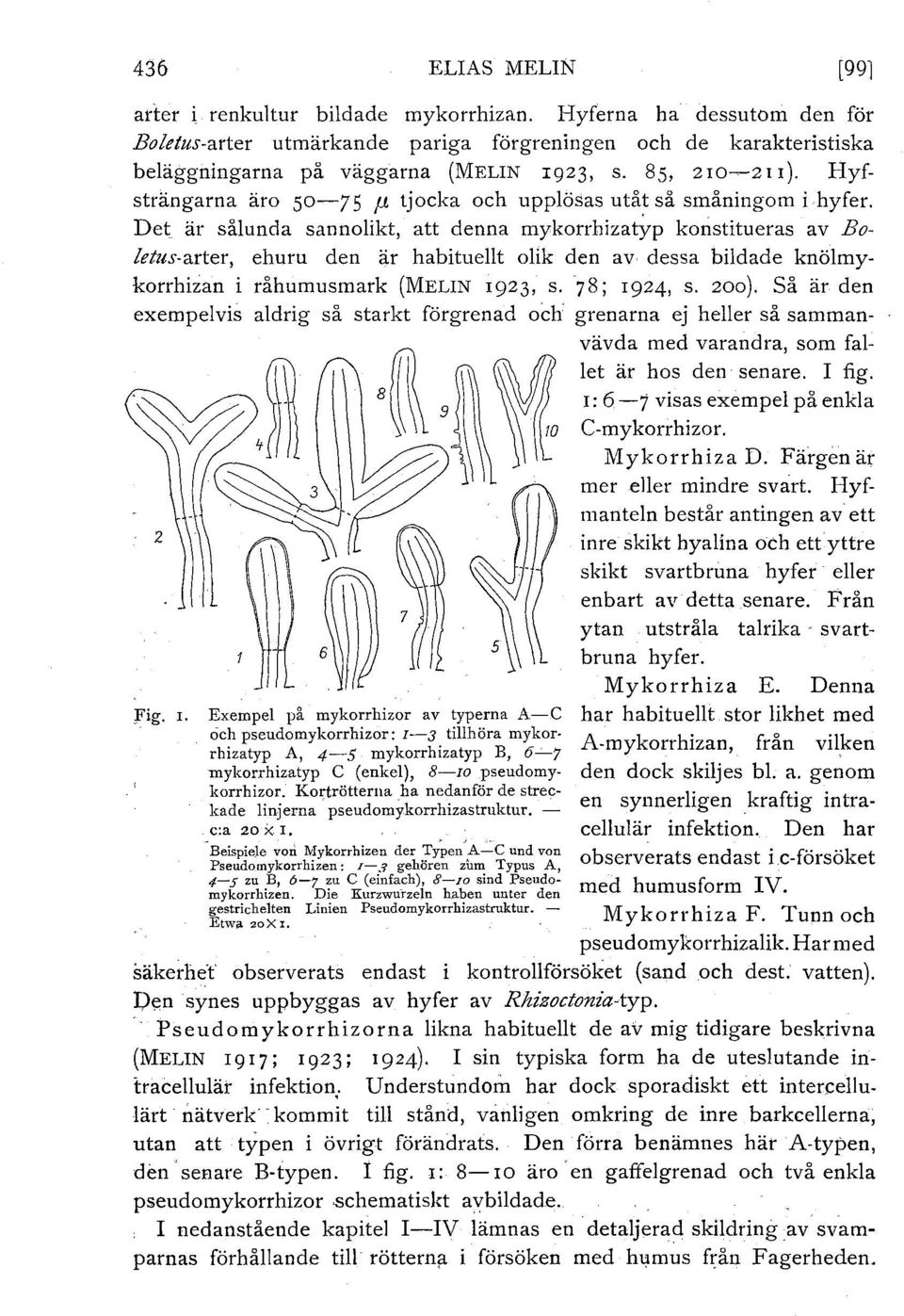 Det är sålunda sannolikt, att denna mykorrhizatyp konstitueras av Bofetus-arter, ehuru den är habituellt olik den av dessa bildade knölmykorrhizan i råhumusmark (MELIN 1923, s. 78; 1924, s. zoo).