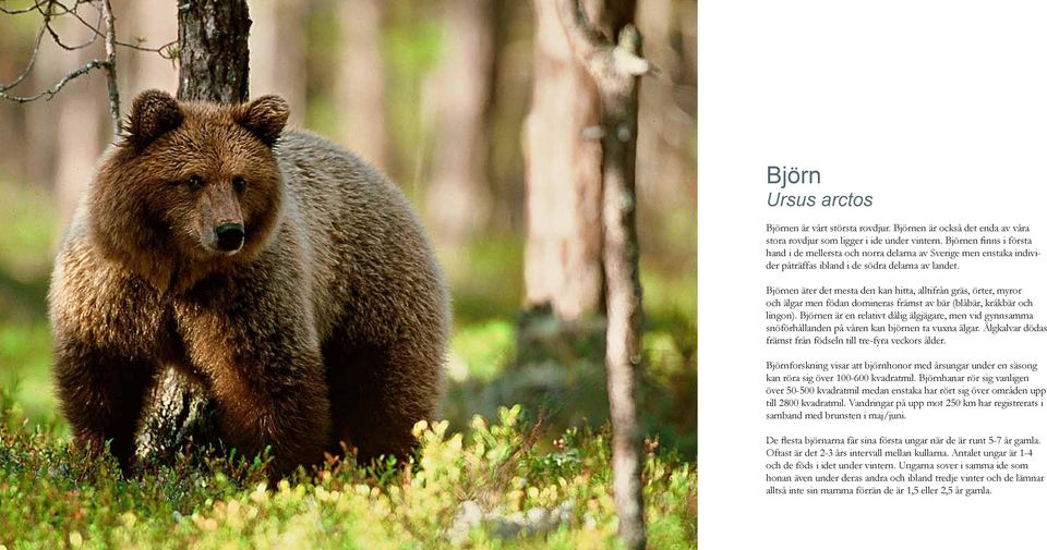 Björnen äter det mesta den kan hitta, alltifrån gräs, örter, myror och älgar men födan domineras främst av bär (blåbär, kråkbär och lingon).