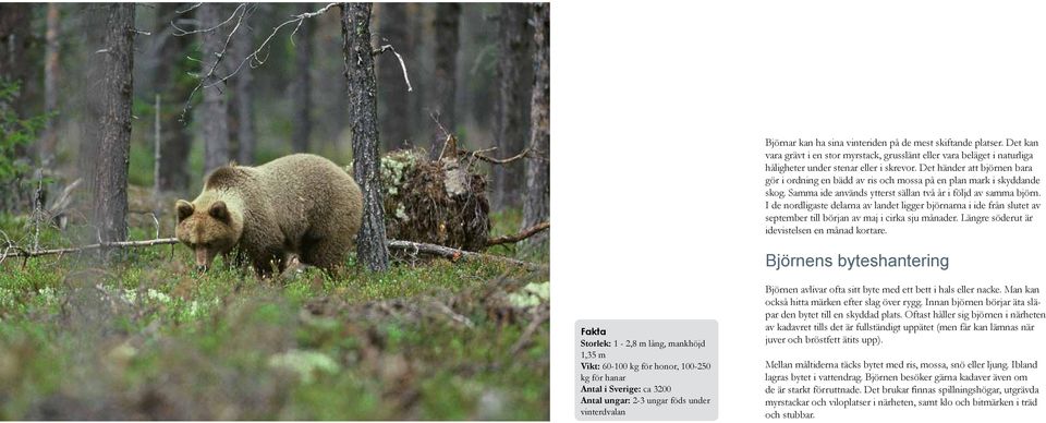 I de nordligaste delarna av landet ligger björnarna i ide från slutet av september till början av maj i cirka sju månader. Längre söderut är idevistelsen en månad kortare.