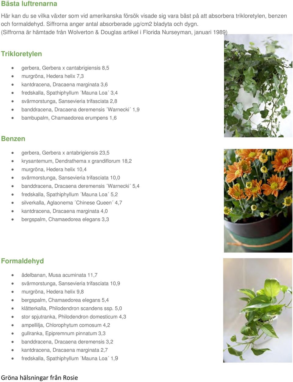 (Siffrorna är hämtade från Wolverton & Douglas artikel i Florida Nurseyman, januari 1989) Trikloretylen gerbera, Gerbera x cantabrigiensis 8,5 murgröna, Hedera helix 7,3 kantdracena, Dracaena