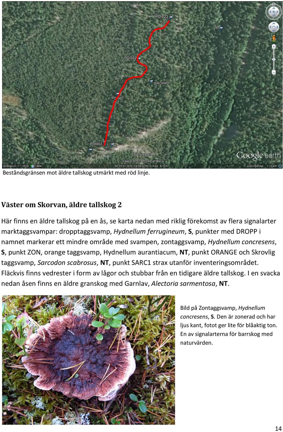 med DROPP i namnet markerar ett mindre område med svampen, zontaggsvamp, Hydnellum concresens, S, punkt ZON, orange taggsvamp, Hydnellum aurantiacum, NT, punkt ORANGE och Skrovlig taggsvamp, Sarcodon