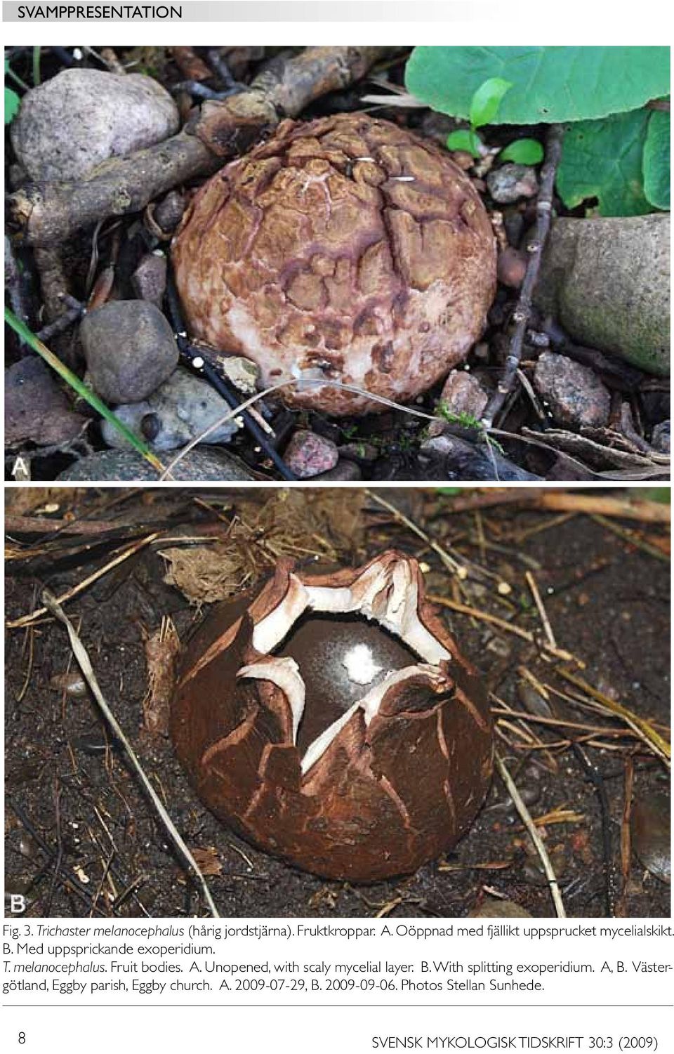 Fruit bodies. A. Unopened, with scaly mycelial layer. B. With splitting exoperidium. A, B.