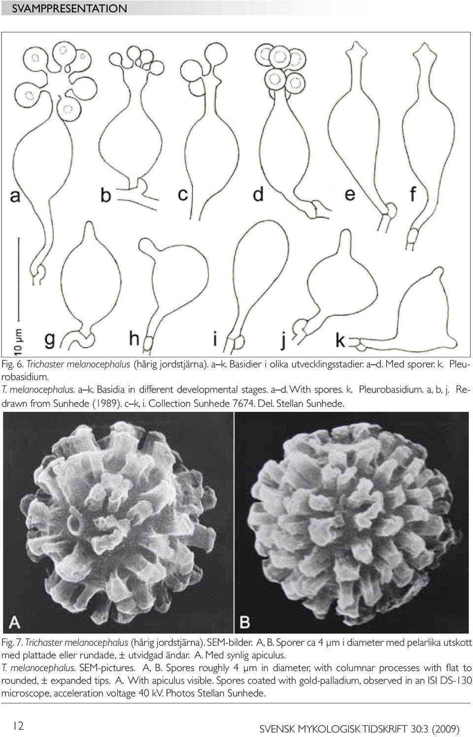 A, B. Sporer ca 4 µm i diameter med pelarlika utskott med plattade eller rundade, ± utvidgad ändar. A. Med synlig apiculus. T. melanocephalus. SEM-pictures. A, B.