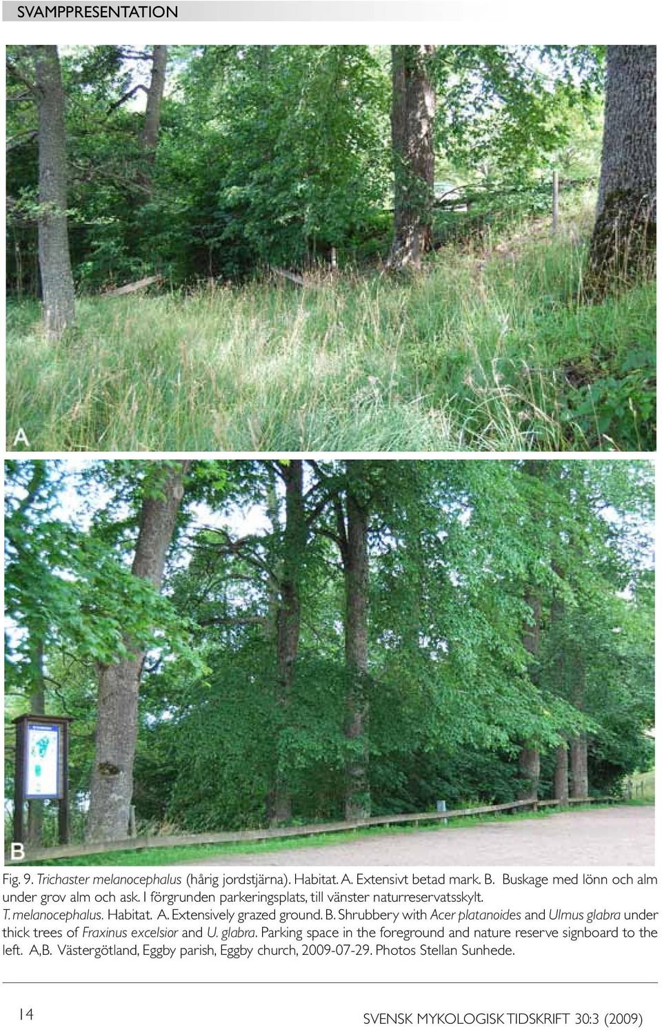 Shrubbery with Acer platanoides and Ulmus glabra under thick trees of Fraxinus excelsior and U. glabra. Parking space in the foreground and nature reserve signboard to the left.