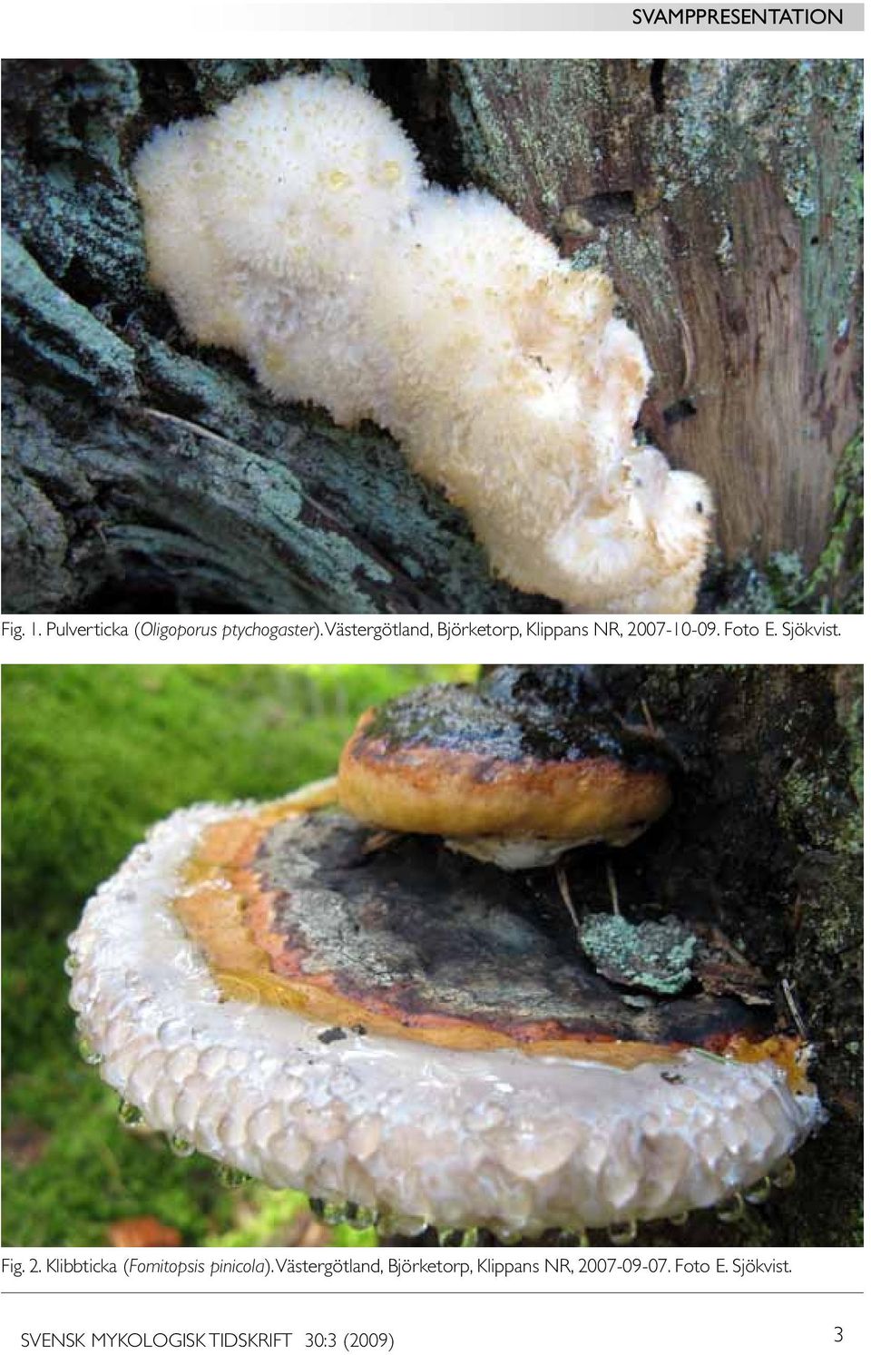 Sjökvist. Fig. 2. Klibbticka (Fomitopsis pinicola).