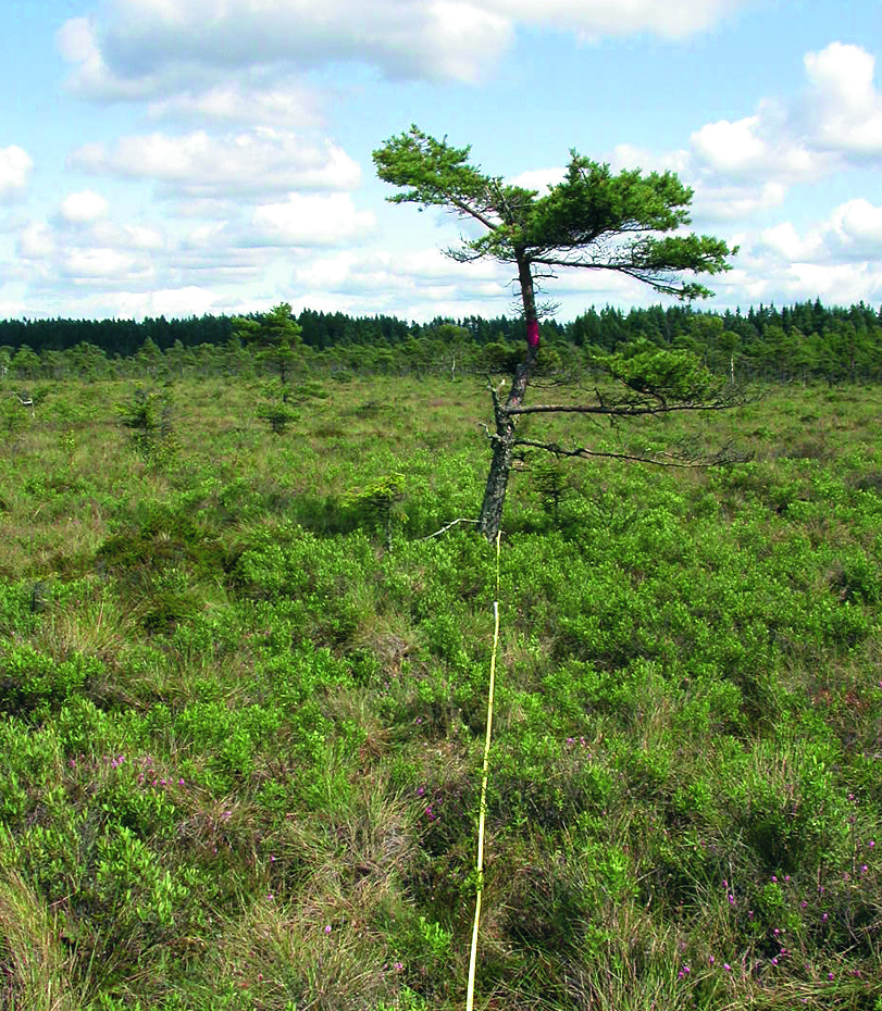 Vegetationsförändringar på mossar och kärr i Halland På bara fem år har myrforskarna Lars-Åke Flodin och Urban Gunnarsson kunnat konstatera stora skillnader i växtligheten på mossar och kärr i