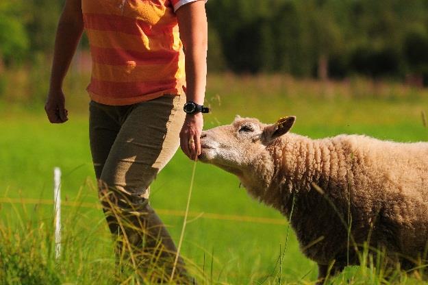 På tal om jordbruk fördjupning om aktuella frågor 5(6) Svenska får- och lammproducenter arbetar för att minska övergödningen och för en säker hantering av växtskyddsmedel.