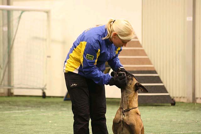 En helg i brukslydad för LBK:s instruktörer med Frida Wallén Text: Ulrika Andersson Foto: Johanna Boivie En snöig och mörk decembermorgon steg deltagare, med och utan hundar, upp tidigt och gav sig