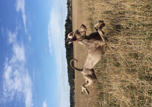 WEIMARANER NYTT Svenska weimaranerklubbens medlemstidning JUNI 2016