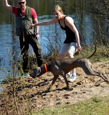 Weimaranerlägret 2016 Årets läger har ju nu gått av stapeln och vi har fått in en hel del rapporter ifrån deltagare. På följande sidor kan ni läsa om deras upplevelser och tankar om lägret.