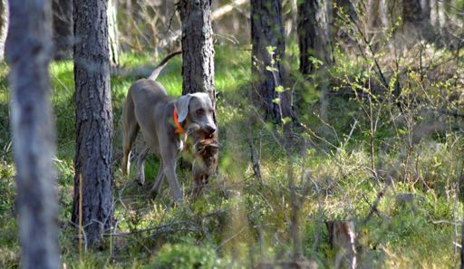 Vera kommer in med kaninen efter ett släpspår. Foto: Sara Bernhardsson är att metoderna kan användas i vardagen.