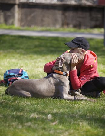 Weimaranerlägret 2016 - Rapport från Mats Efter förra årets uppehåll var det dags för weimaranerlägret i år igen. Nu var platsen Gammelkroppa skogsskola i Värmland.