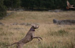 mån till detta. Men, som sagt, vi har en mycket bra dialog med uppfödarna som är till stor hjälp i träningsupplägget. KÄNNS DET VIKTIGT ATT JAKTMERITERA DIN HUND? Nja.