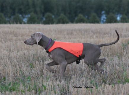 Uppfödarintervju Kennel Greyberrys Vi fortsätter att intervjua våra uppfödare och i detta nummer har vi tagit oss ner till skåne, närmare bestämt Kristianstad.