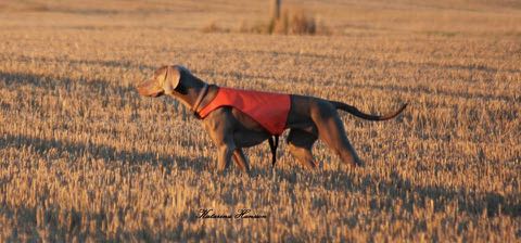 VAD VAR DET SOM FICK ER ATT SKAFFA WEIMARANER? Jag har hållt på mycket med travhästar och galoppörer och i ett av stallen fanns en weimaraner.