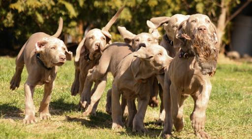 OM NI FICK TRE ÖNSKNINGAR ATT AN- VÄNDA I WEIMARANERAVELN; VAD SKULLE NI BE OM? Jämnare exteriör, större könsprägel och mer vattenpassion. VILKET ÄR ERT BÄSTA HUNDMINNE?