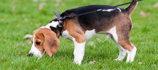 SKK Foto: Mostphotos Se upp med vad hunden stoppar i sig Svenska Kennelklubben har via hundägare och medier uppmärksammats på att det finns människor som vill skada våra hundar genom att blanda
