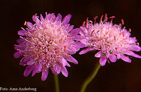 Hedblomster (Helichrysum arenarium) En lågväxt flerårig ört, 13-30 cm hög. Växer på torr, kalkhaltig och öppen sand- eller grusmark.